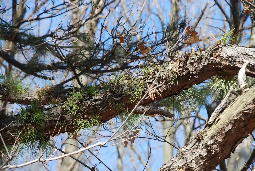 Photo of Pinus rigida - (Seneca County, NY)-Late Winter:Douglas Goldman, USDA