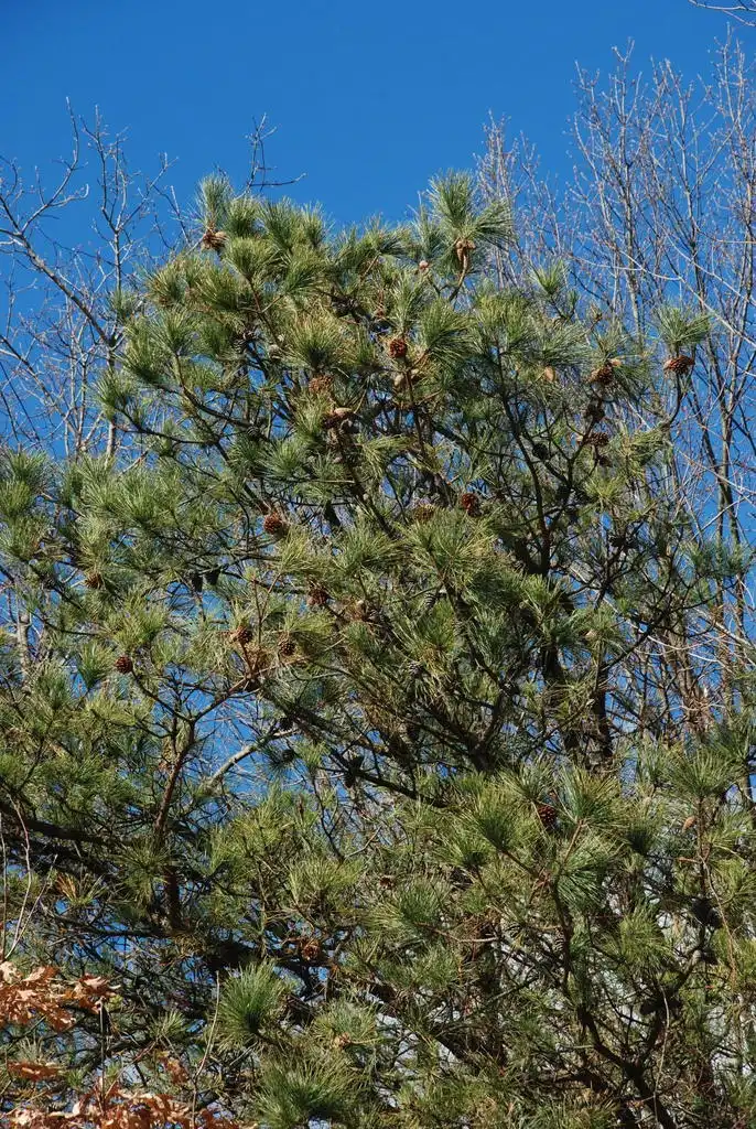 Photo of Pinus rigida - (Seneca County, NY)-Late Winter:Douglas Goldman, USDA