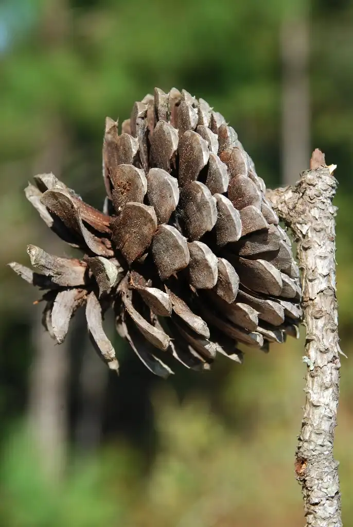 Photo of Pinus serotina (Pinus serotinas)