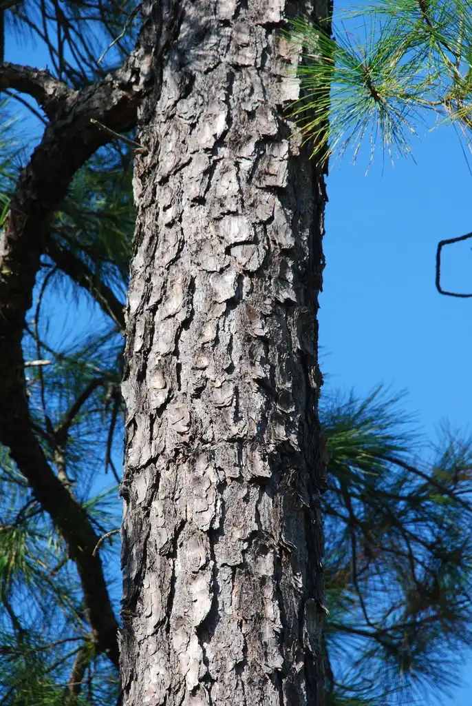 Photo of Pinus serotina (Pinus serotinas)
