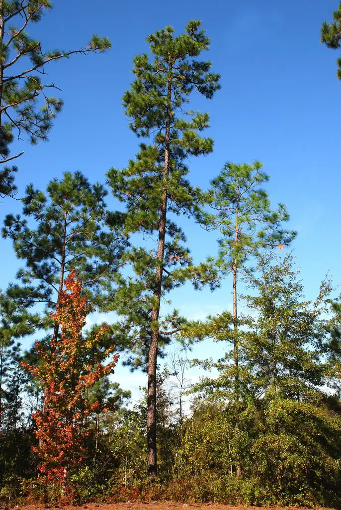 Photo of Pinus serotina - (Colleton County, SC)-Mid Fall:Douglas Goldman, USDA