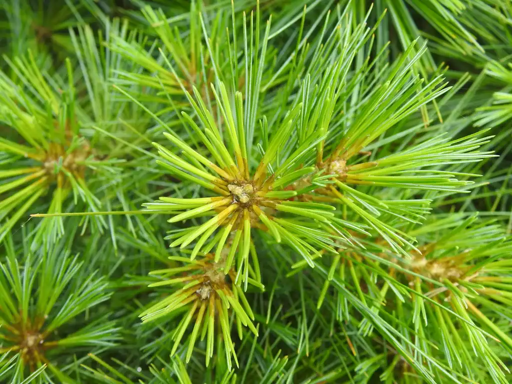 Фото Pinus strobus 'Nana' (Pinus strobus 'Nana's)