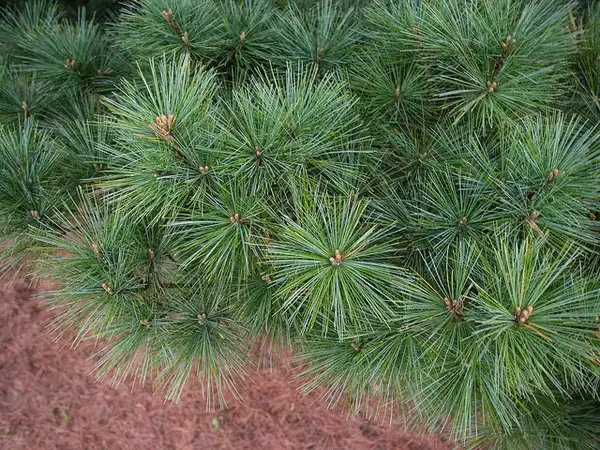 Фото Pinus strobus 'Nana' (Pinus strobus 'Nana's)