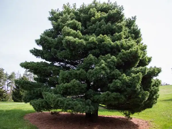 Фото Pinus strobus 'Nana' - Form:F. D. Richards