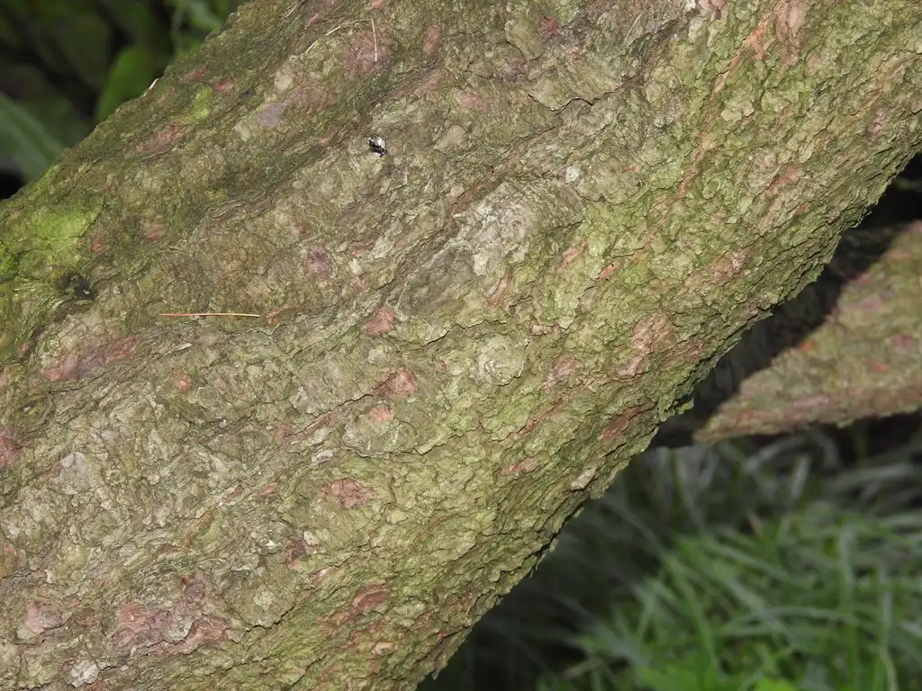 Фото Pinus strobus 'Nana' - Bark:Kathleen Moore
