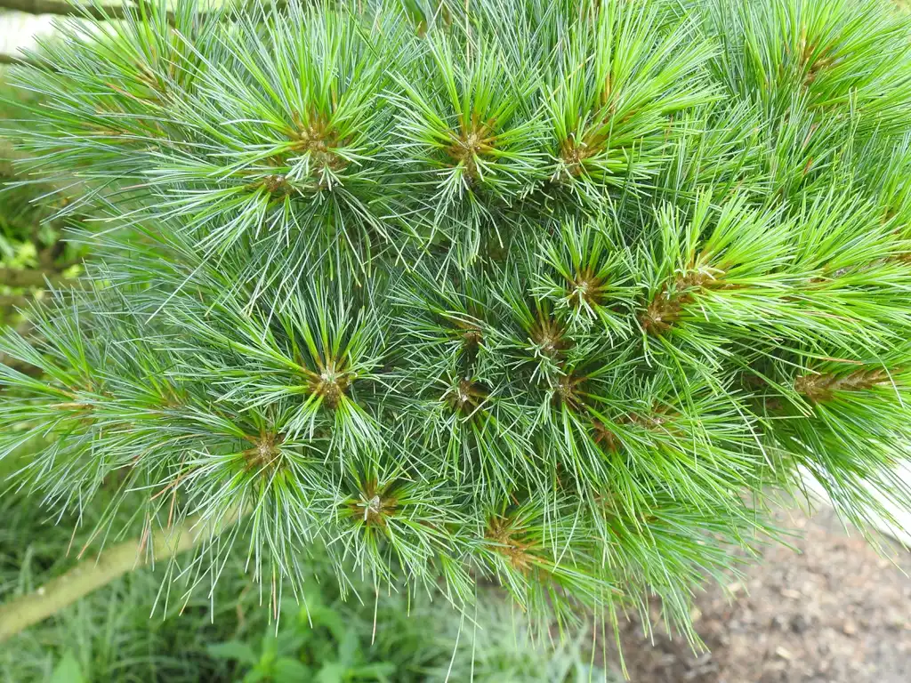 Фото Pinus strobus 'Nana' - Needles:Kathleen Moore