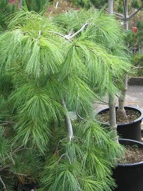 Foto de Pinus strobus 'Pendula' (Pinus strobus 'Pendula's)