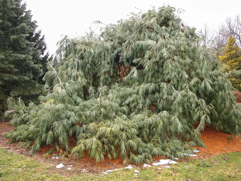 Foto de Pinus strobus 'Pendula' (Pinus strobus 'Pendula's)