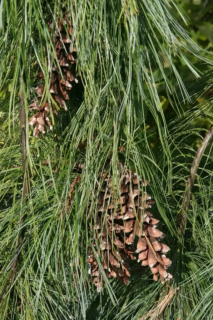 Foto de Pinus strobus 'Pendula' - Needles and Cones:David J. Stang