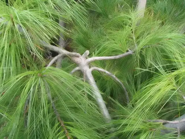 Foto de Pinus strobus 'Pendula' - Needles and Bark:David J. Stang