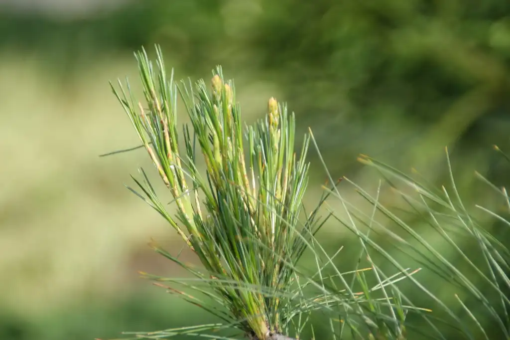 Foto de Pinus strobus 'Pendula' - Close up needles:David J. Stang