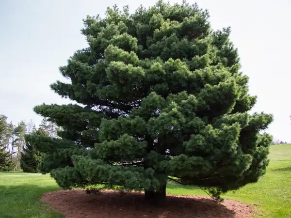 Photo of Pinus strobus (Pinus strobuss)