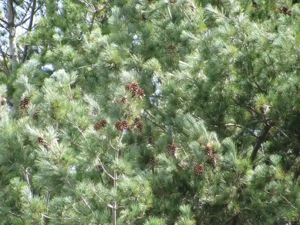 Photo of Pinus strobus (Pinus strobuss)
