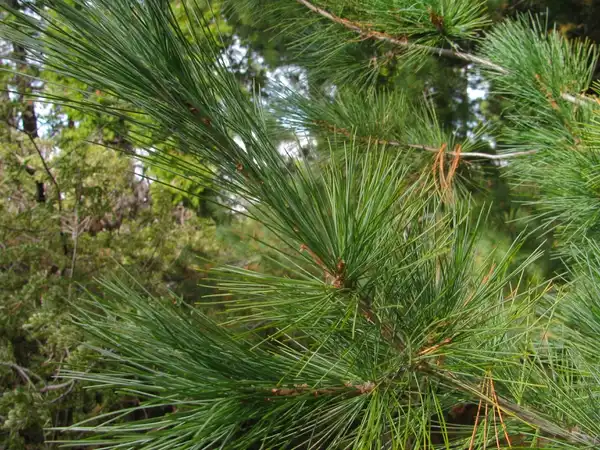 Photo of Pinus strobus - :Forest and Kim Starr