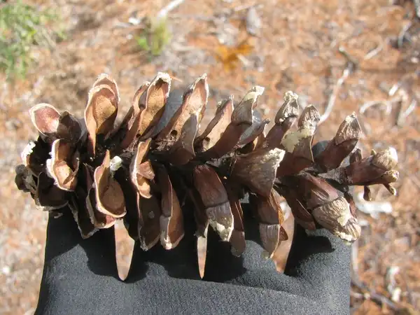 Photo of Pinus strobus - :Forest and Kim Starr