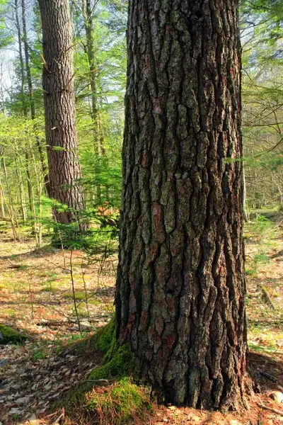 Photo of Pinus strobus - :Nicholas A. Tonelli