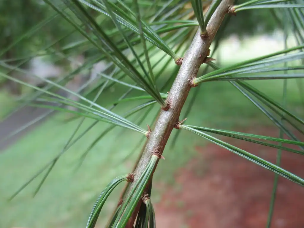Photo of Pinus strobus - Close up of stem and fascicles:Tom Glasgow