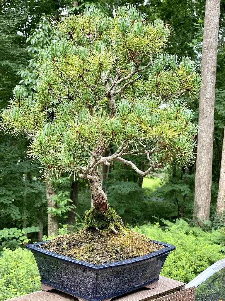Photo of Pinus strobus - As bonsai:Kathy Sill