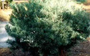 Фото Pinus sylvestris 'Glauca Nana' (Pinus sylvestris 'Glauca Nana's)