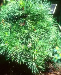 Foto de Pinus sylvestris 'Nana' (Pinus sylvestris 'Nana's)