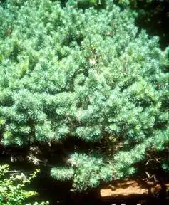 Photo of Pinus sylvestris 'Watereri' (Pinus sylvestris 'Watereri's)