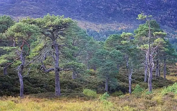 Foto de Pinus sylvestris (Pinus sylvestriss)