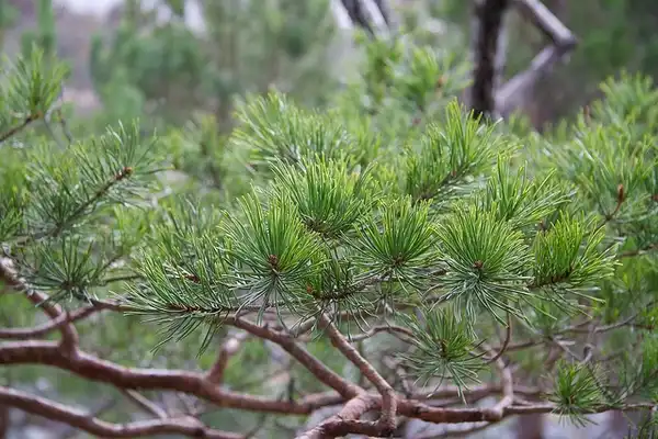 Foto de Pinus sylvestris (Pinus sylvestriss)