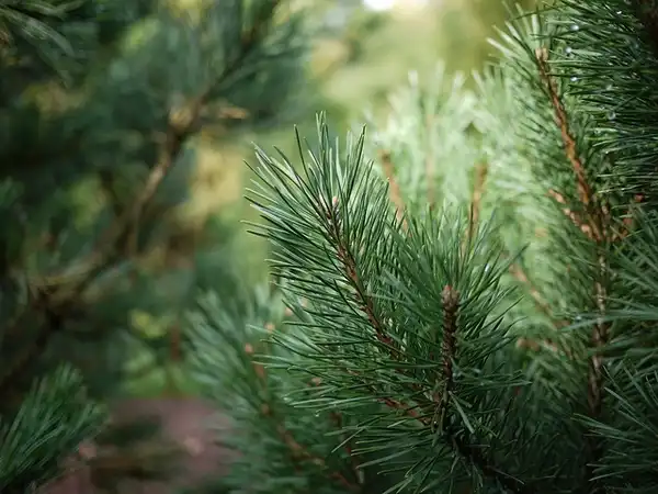 Foto de Pinus sylvestris - Pinus sylvestris:F. D. Richards