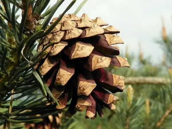 Foto de Pinus sylvestris - Pinus sylvestris:Peter O'Connor