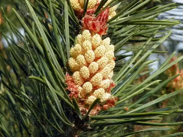 Foto de Pinus sylvestris - Pinus sylvestris:Peter O'Connor