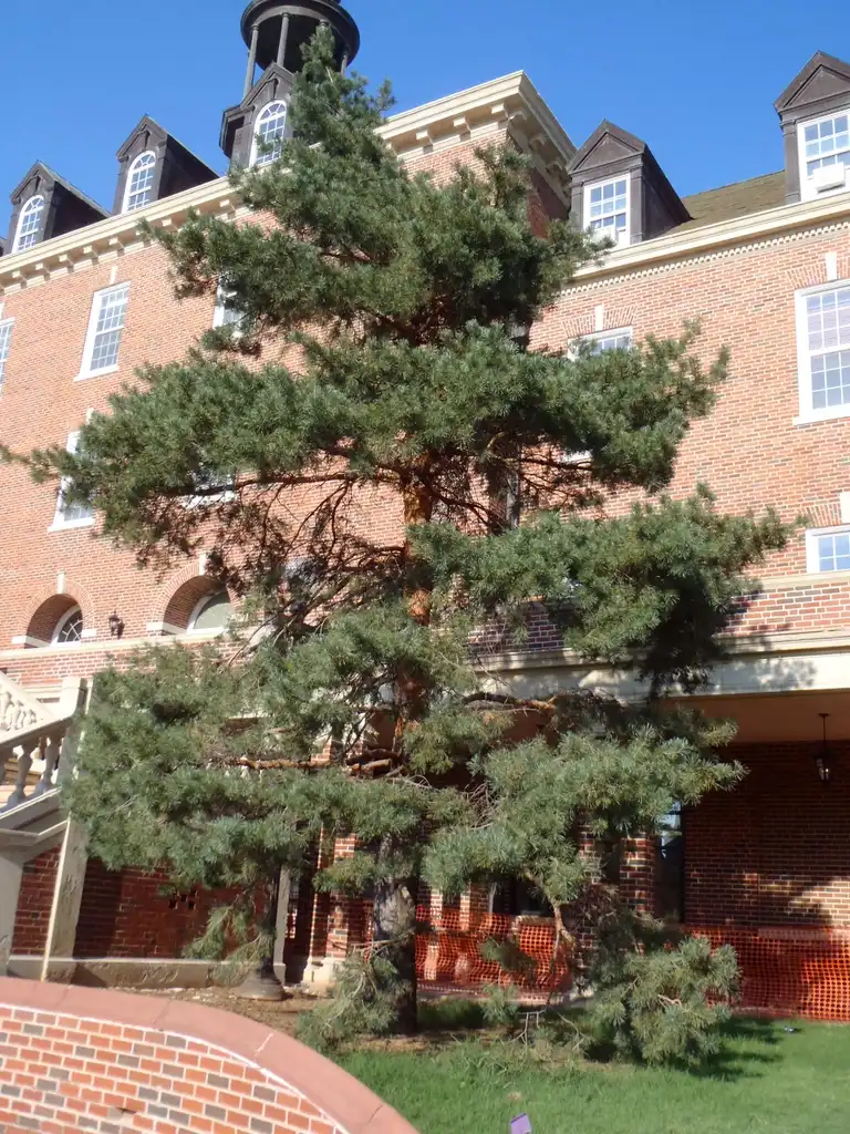 Foto de Pinus sylvestris - Full Form:Jim Robbins