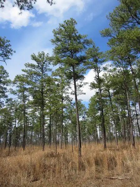 Фото Pinus taeda (Pinus taedas)
