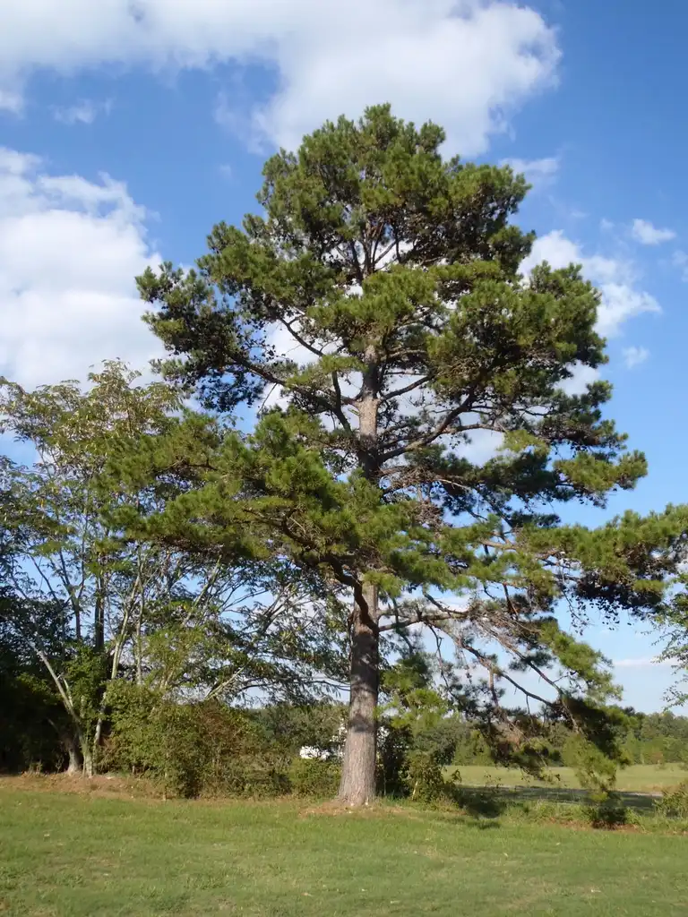 Фото Pinus taeda (Pinus taedas)