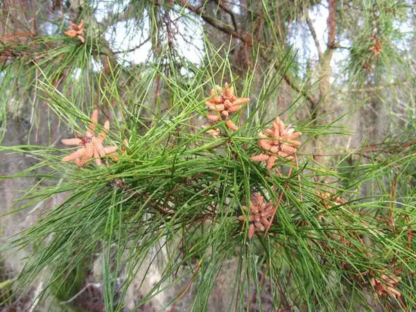 Фото Pinus taeda - Male cones:Homer Edward Price