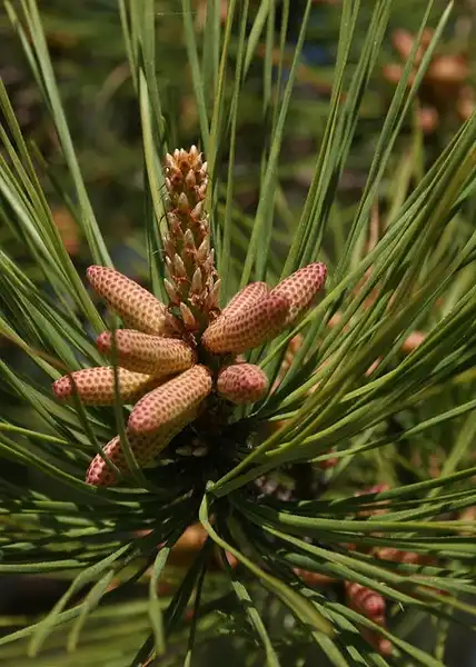 Фото Pinus taeda - Male cones:zizzybaloobah