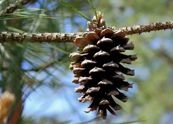 Фото Pinus taeda - Female cone:zizzybaloobah