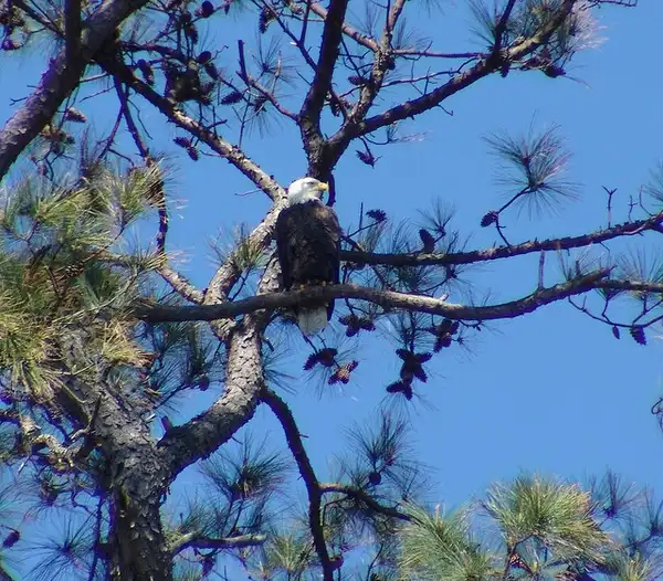 Фото Pinus taeda - Eagle in the tree:Miguel Vieira