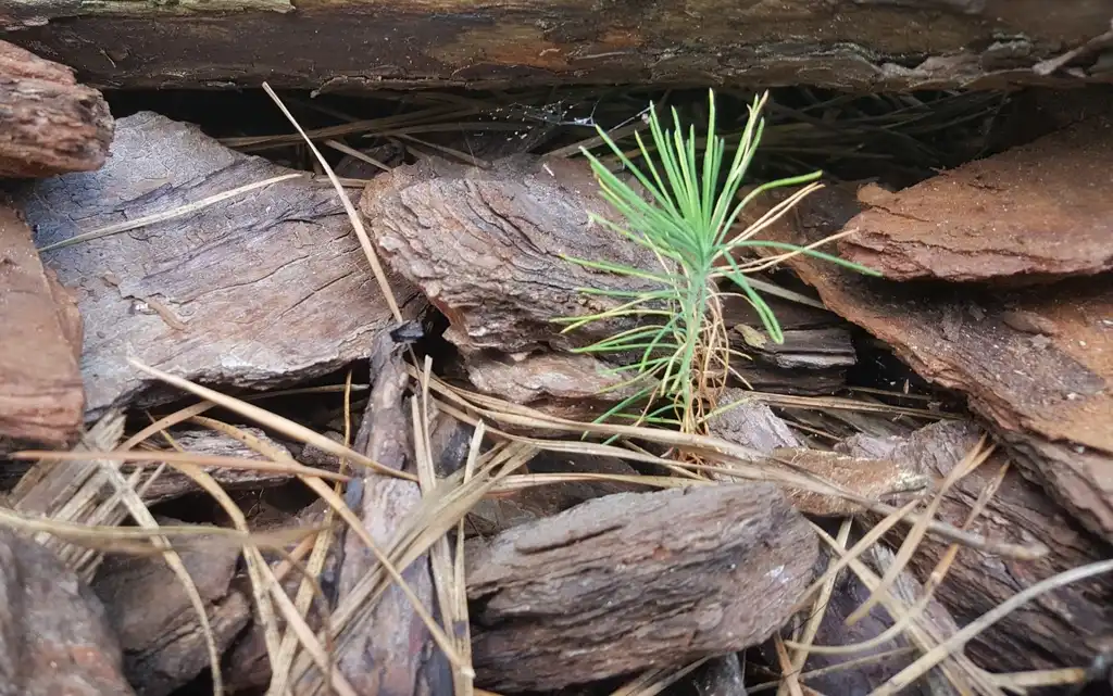 Фото Pinus taeda - Seedling:Lucy Bradley