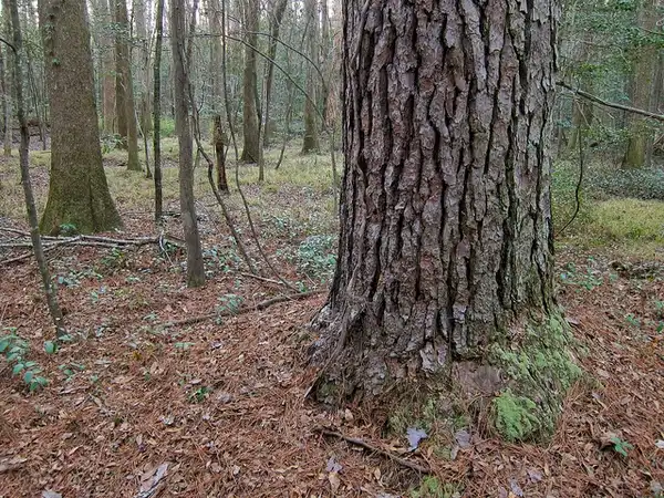 Фото Pinus taeda - Trunk:Drew Avery