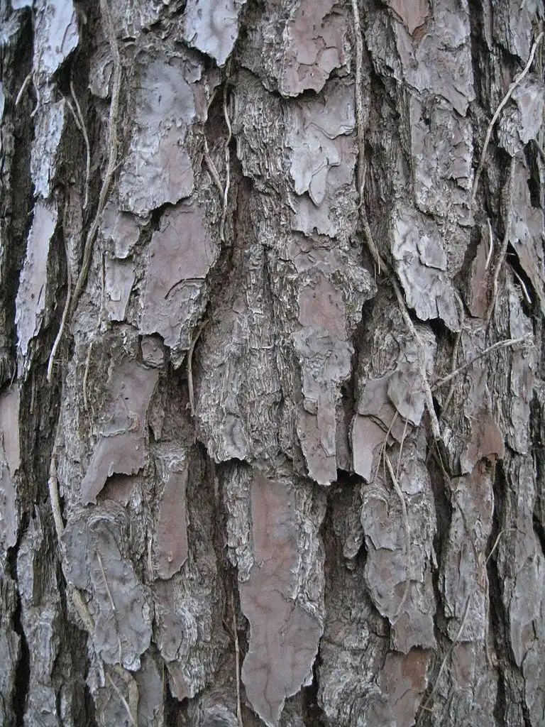 Фото Pinus taeda - Mature bark:Hellohowareyoudoing