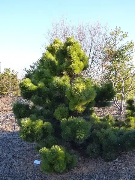 Фото Pinus thunbergii 'Thunderhead' (Pinus thunbergii 'Thunderhead's)