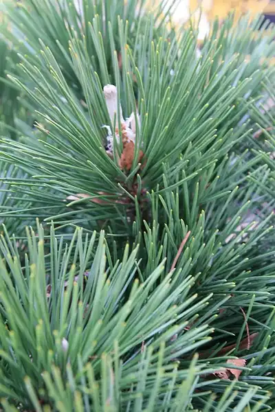 Фото Pinus thunbergii 'Thunderhead' (Pinus thunbergii 'Thunderhead's)