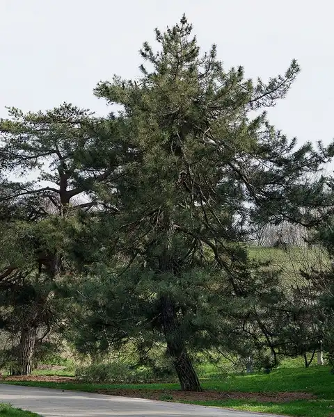 Photo of Pinus thunbergii (Pinus thunbergiis)