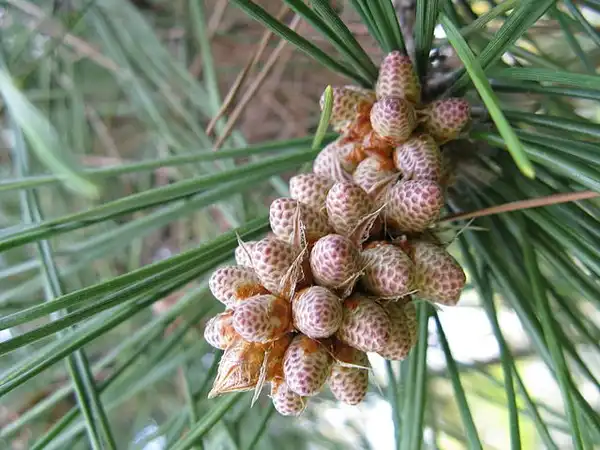 Photo of Pinus thunbergii (Pinus thunbergiis)