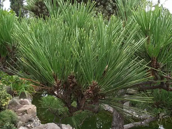 Photo of Pinus thunbergii - Needles:Tortie tude