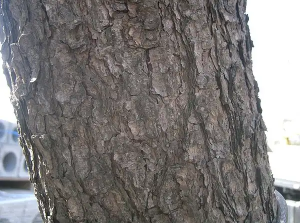 Photo of Pinus thunbergii - Bark:KENPEI