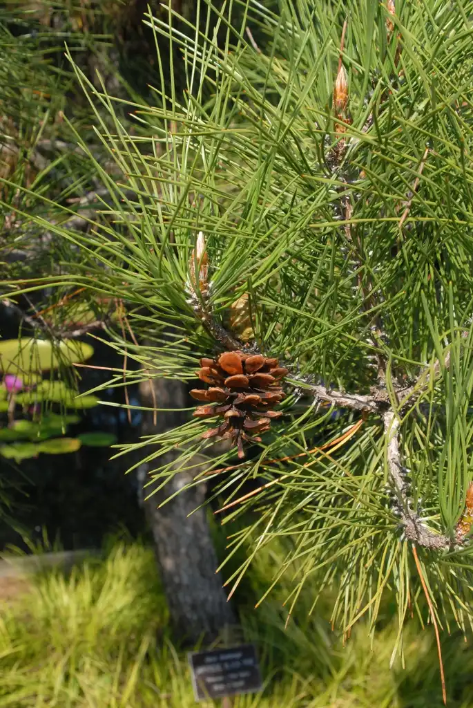 Photo of Pinus thunbergii - Fruit and Leaf:Jim Robbins