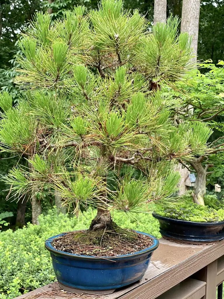 Photo of Pinus thunbergii - As bonsai:Kathy Sill