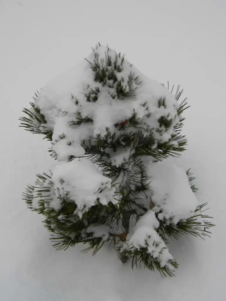 Photo of Pinus thunbergii - 'Banshosho' Form (Buncombe County, NC)-Winter:Randy Harter