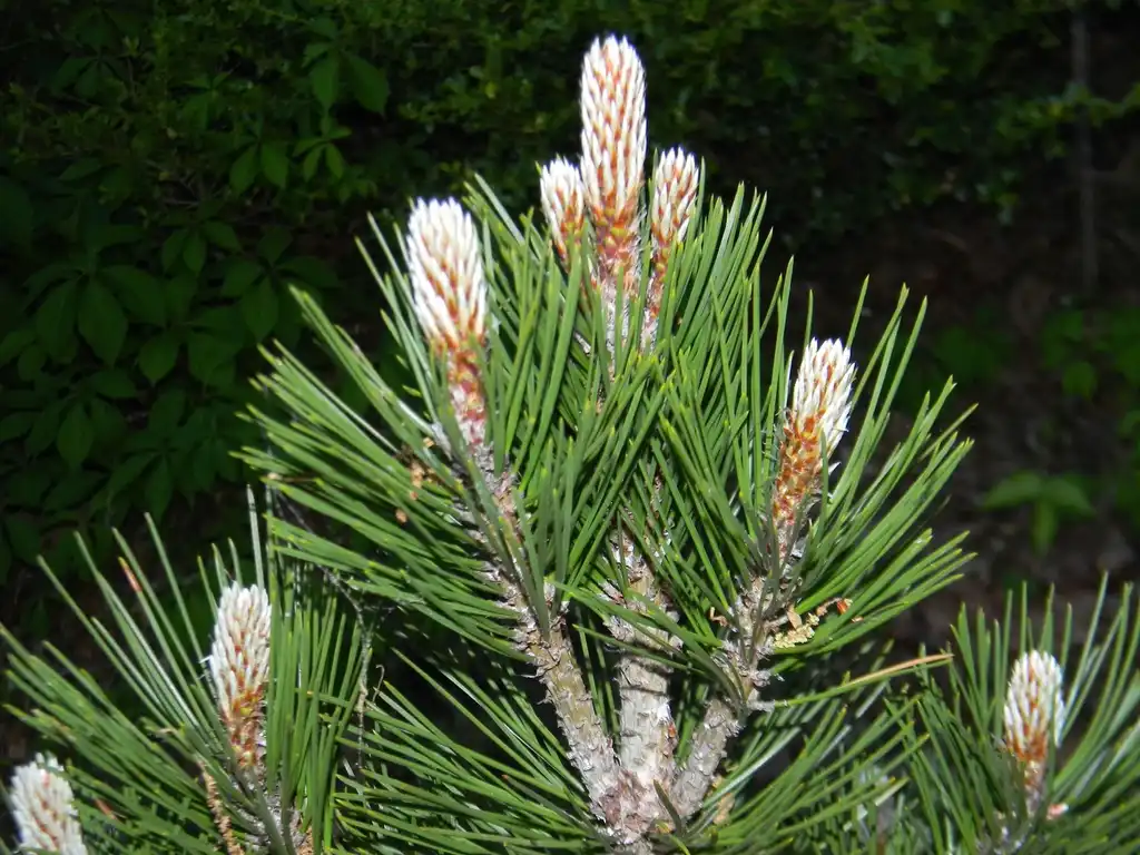 Photo of Pinus thunbergii - 'Banshosho' Cone and leaves (Buncombe County, NC):Randy Harter